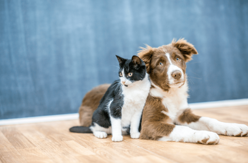 Flyttemand tips: Sådan flytter du sikkert med kæledyr